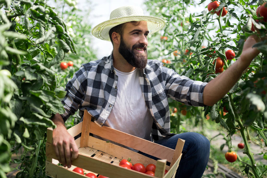 Мужчина красивый фермер собирает свежие помидоры из оранжерейного сада
 - Фото, изображение