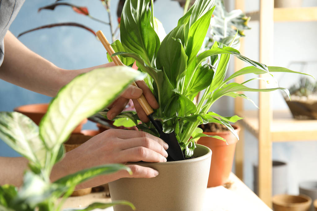 Frau verpflanzt heimische Pflanze in neuen Topf am Tisch, Nahaufnahme - Foto, Bild