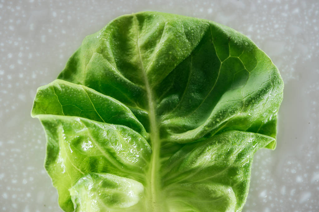 close up view of fresh natural wet green lettuce leaf with drops - Photo, Image