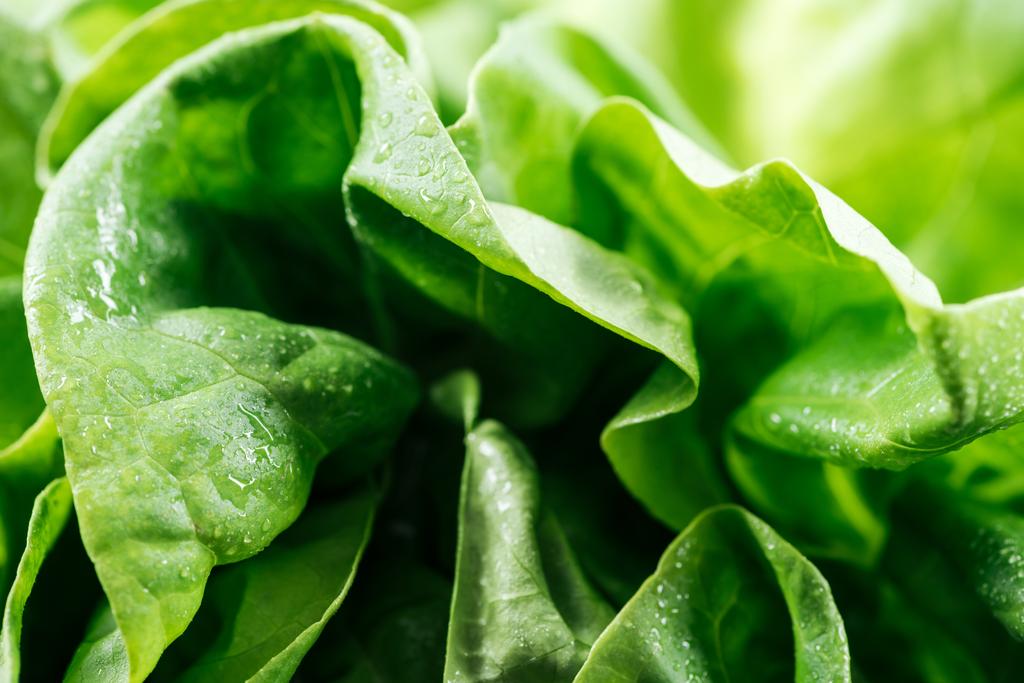 крупним планом вид свіжого натурального вологого зеленого листя салату
  - Фото, зображення