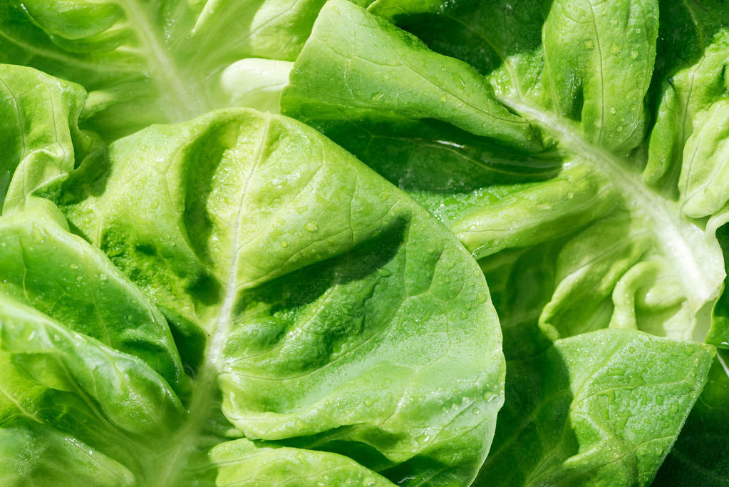 close up view of fresh natural green lettuce leaves with water drops - Photo, Image