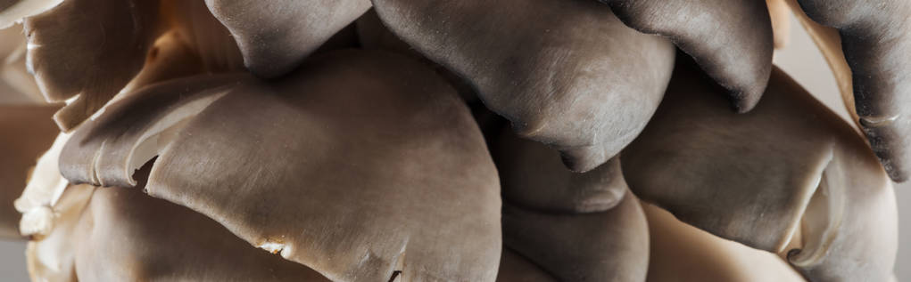 tiro panorâmico de cogumelos brancos e marrons texturizados
 - Foto, Imagem