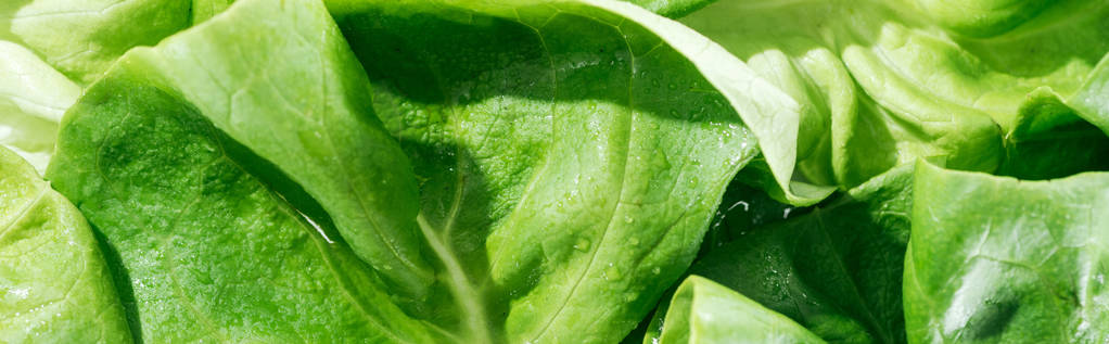Panoramablick auf grüne frische Salatblätter mit Wassertropfen - Foto, Bild