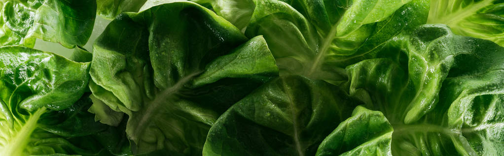 панорамный снимок зеленых органических листьев салата с капельками воды
 - Фото, изображение