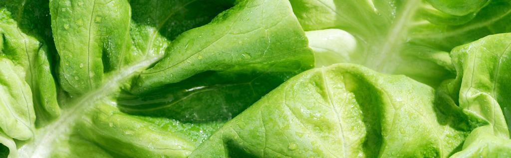 panoráma lövés zöld friss organikus saláta levelek vízcseppek - Fotó, kép