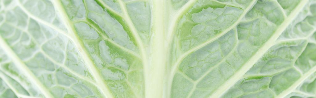 κοντινό πλάνο της πράσινης υφής φύλλο λάχανο, πανοραμική βολή - Φωτογραφία, εικόνα
