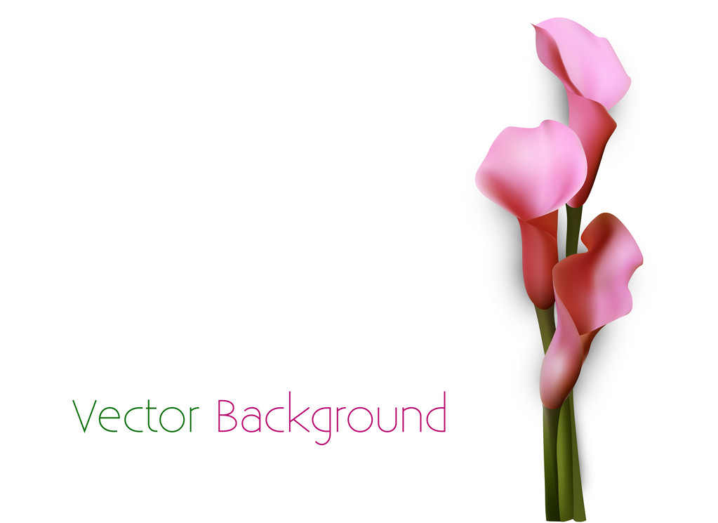 Vector background with pink calla lily flowers. - Vector, Image