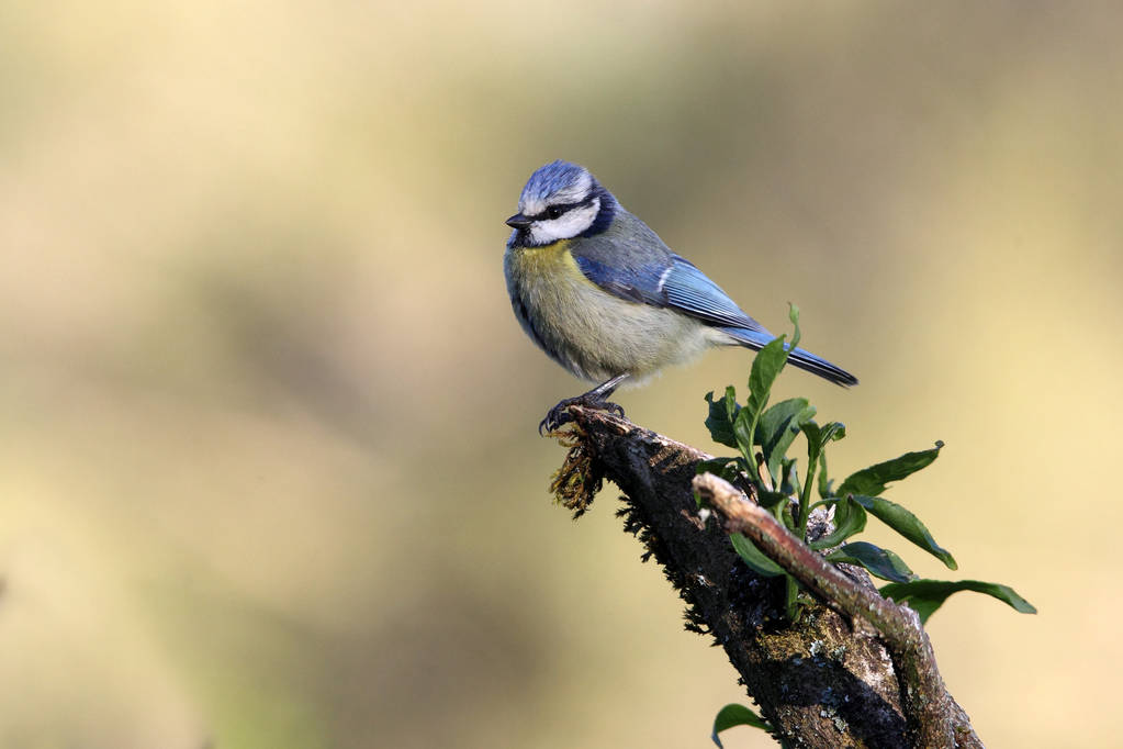 Blue tit with the first light of the morning in an oak forest on a cold and cloudy winter morning - Photo, Image