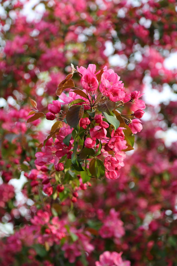 春になると市立公園に鮮やかなピンクの花りんごの木が咲いています。選択したフォーカス。ぼかしの背景. - 写真・画像