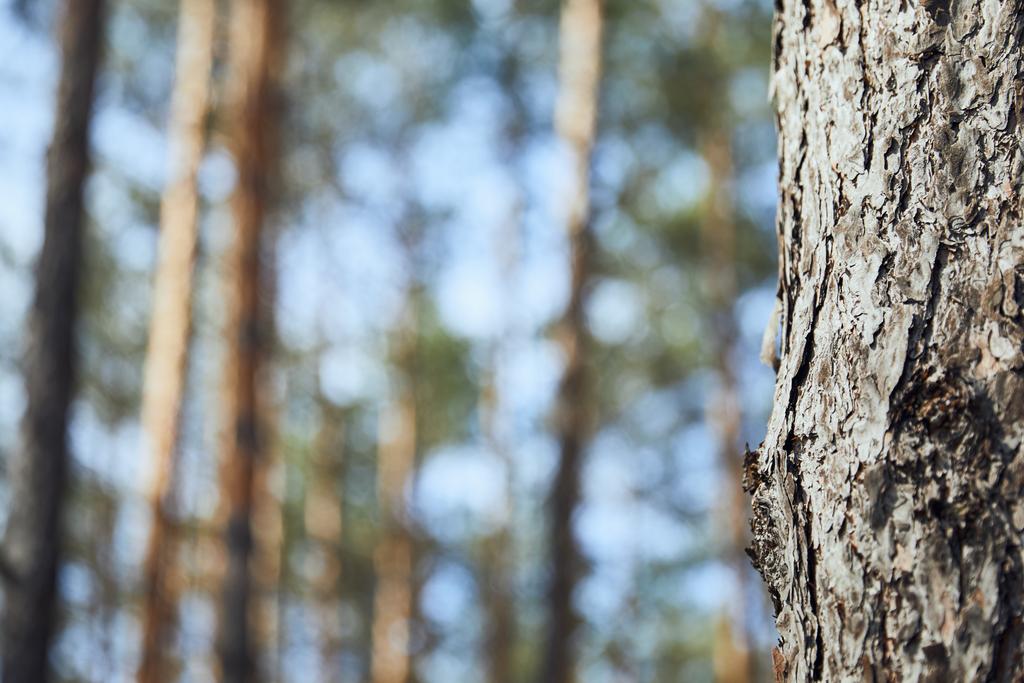 Vista de cerca de la corteza texturizada del árbol en el bosque con espacio de copia
 - Foto, Imagen