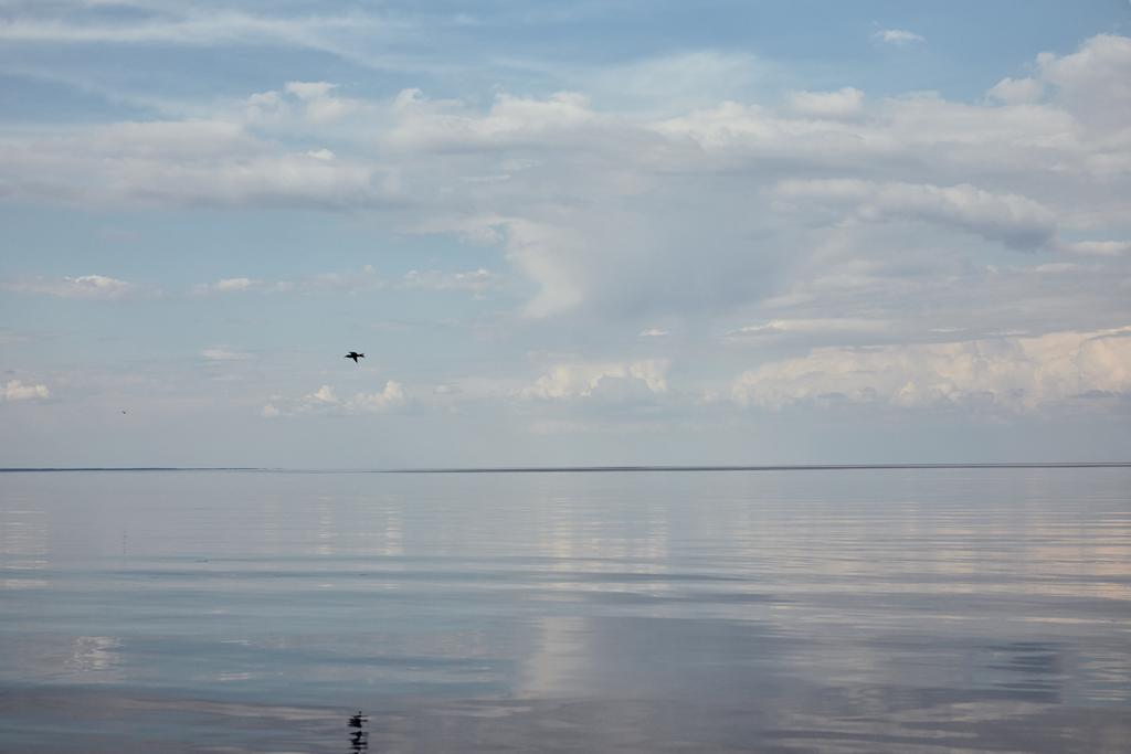 Птица летит около реки на голубом мирном небе с белыми облаками
 - Фото, изображение