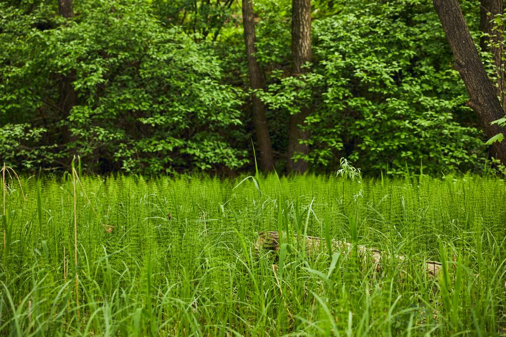 Maisema vihreä ruoho metsän taustalla
 - Valokuva, kuva