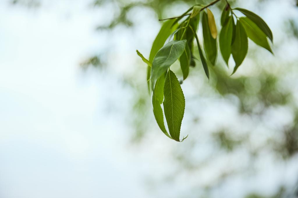 Mavi gökyüzü arka planında yeşil yaprakların seçici odağı - Fotoğraf, Görsel