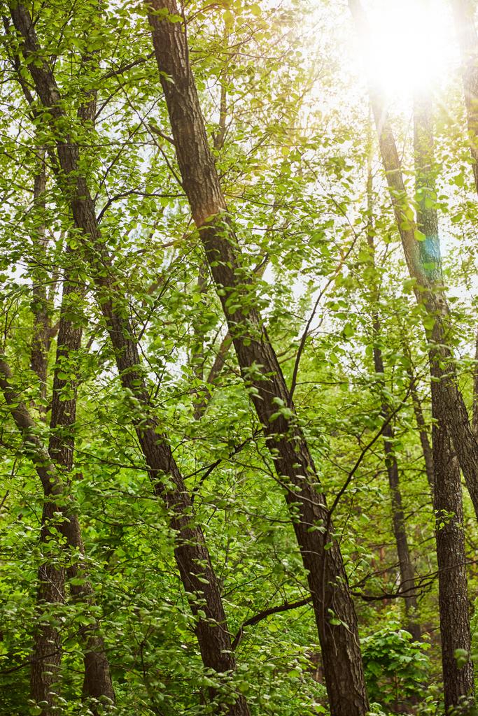 Světlé světlé a zelené listy v lese - Fotografie, Obrázek