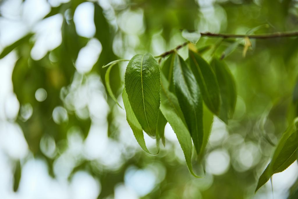Селективный фокус деревьев в лесу с зелеными листьями на ветвях
 - Фото, изображение