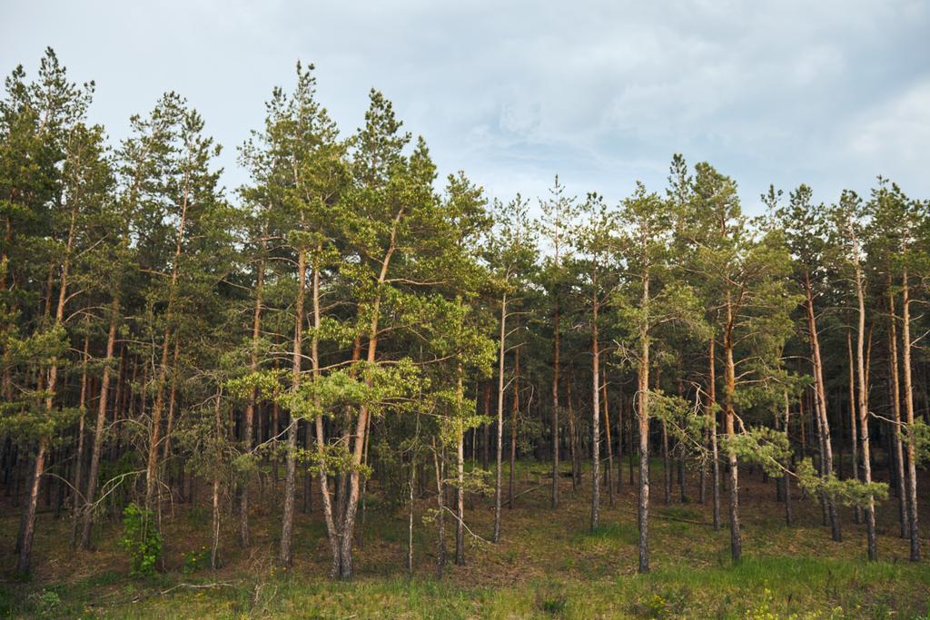 A fenyveserdő tájképe a kék ég alatti fákkal - Fotó, kép