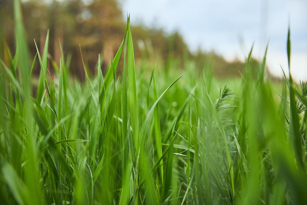 accent sélectif sur l'herbe vert clair sur le fond forestier
 - Photo, image