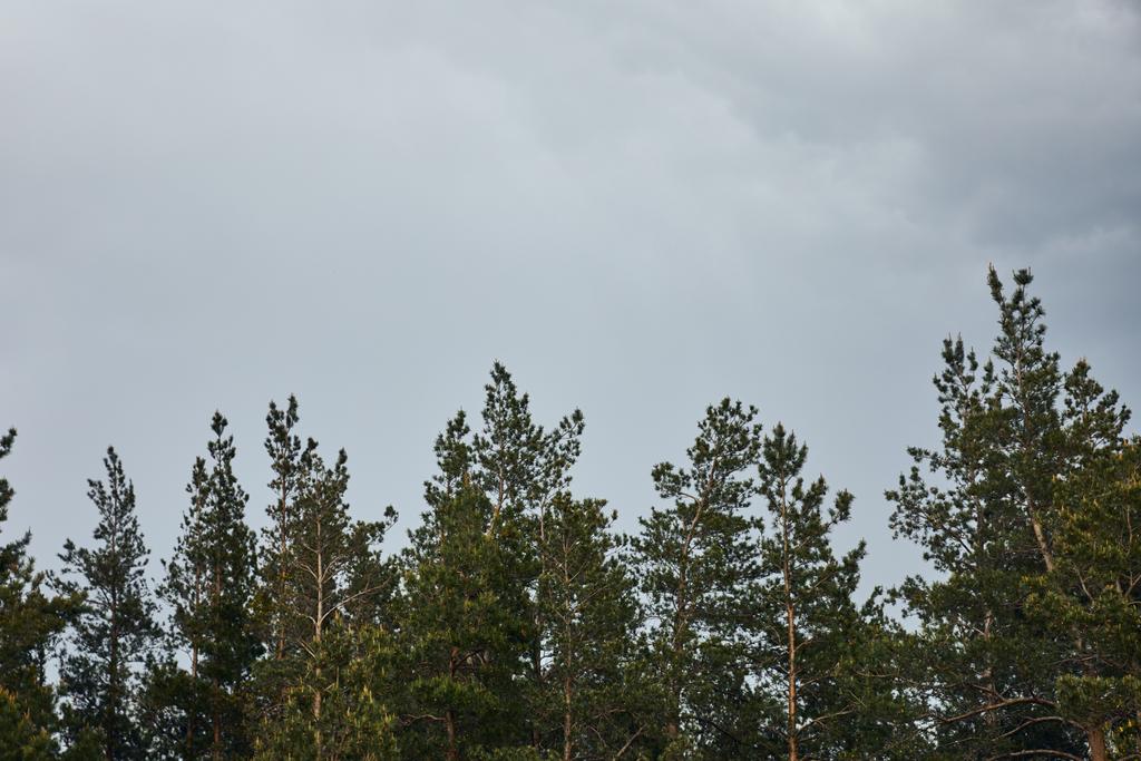 lage hoek weergave van bomen op grijze hemel achtergrond  - Foto, afbeelding