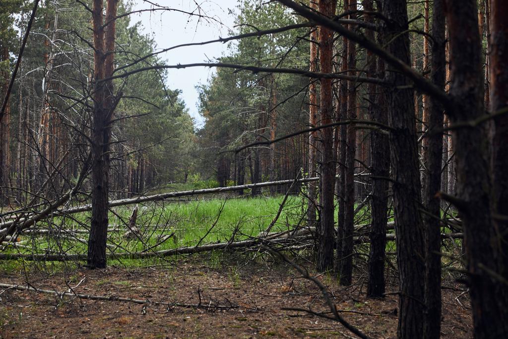 Kiefernwald mit umgestürzten Bäumen und grünen Wiesen - Foto, Bild