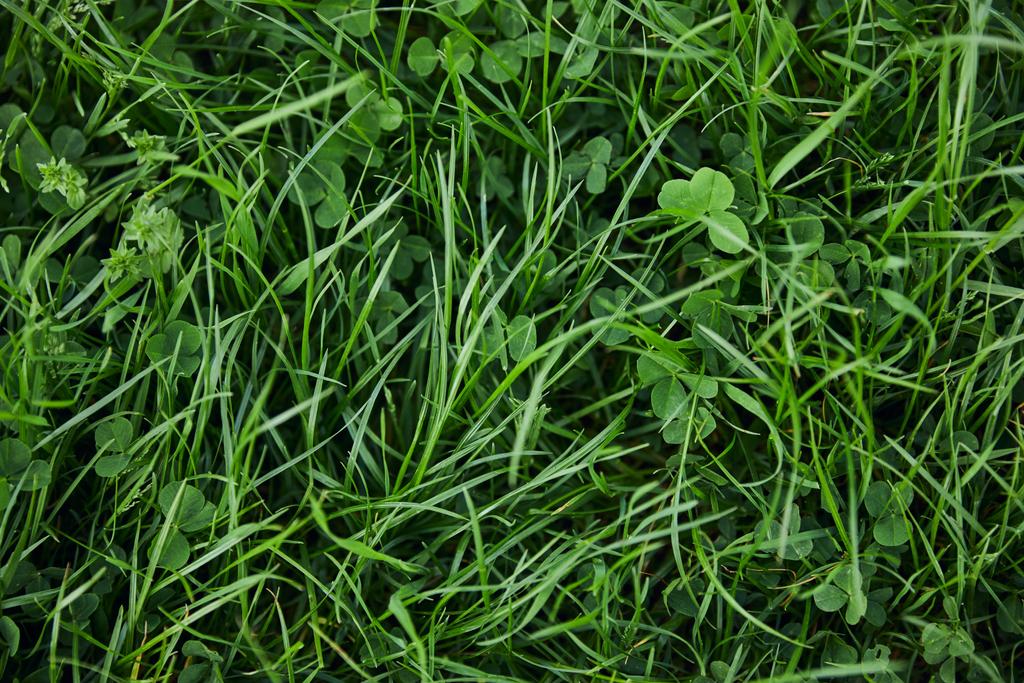 top view of fresh green grass and clover - Photo, Image