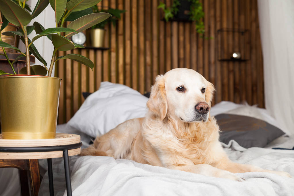 Ev veya otelde yatakta ceket ve yastık üzerinde Golden retriever köpek yavrusu. Tropikal daire yeşil bitkiler yatak odası iç tarzı. Evcil hayvan dostu konsept, çevre dostu yaşam tarzı, kopyalama alanı. - Fotoğraf, Görsel