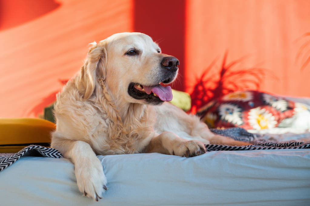 Happy uśmiechnięty Golden Retriever szczeniak psa w jasnych słonecznych czerwonych ścianach stylowej sypialni z wygodnym łóżkiem king-size. Hotel przyjazny dla zwierząt lub Pokój domowy.  - Zdjęcie, obraz