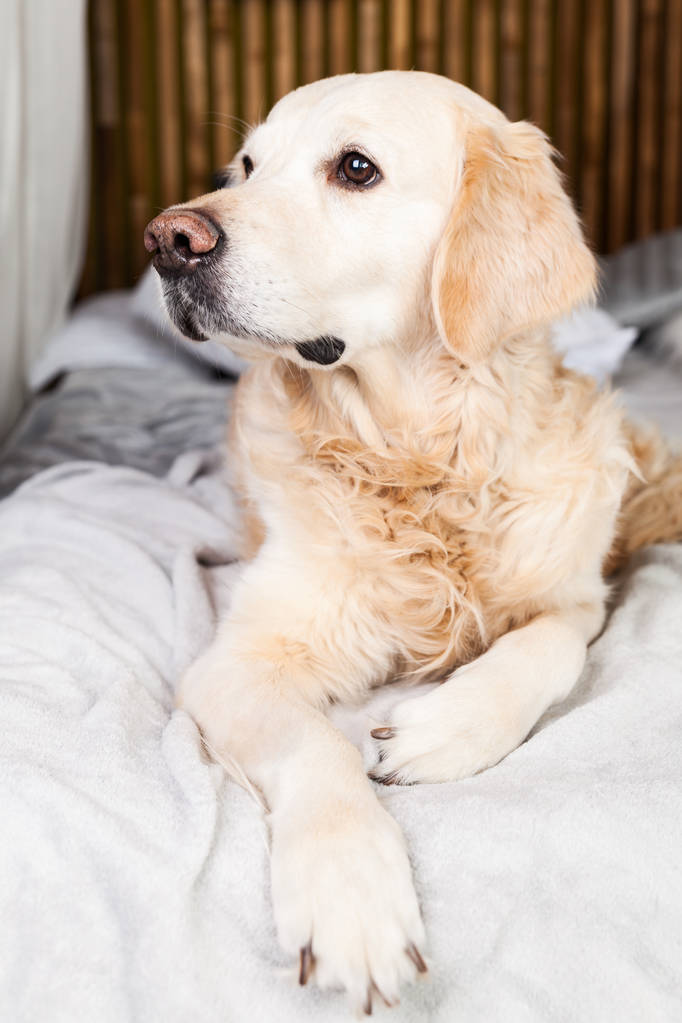 Rozkošný zlatý pes z extraktoru na světle pastel šedý skandinávský ozdobný kabát a polštáře na moderním lůžku v domě nebo hotelu. Koncepce péče o domácí zvířata. - Fotografie, Obrázek