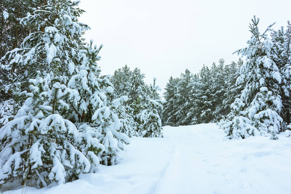 bosque de invierno en la nieve - Foto, imagen