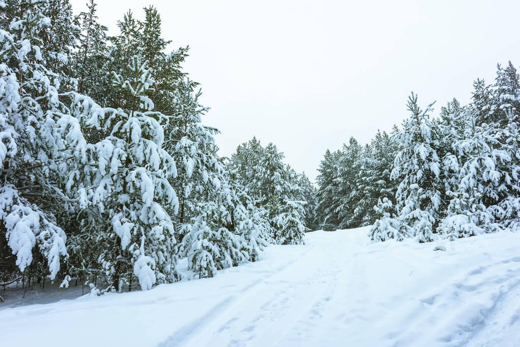 forêt hivernale dans la neige - Photo, image