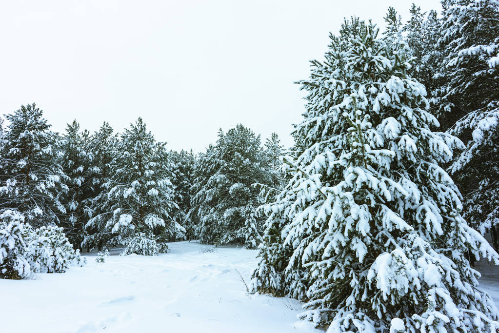 bosque de invierno en la nieve - Foto, imagen