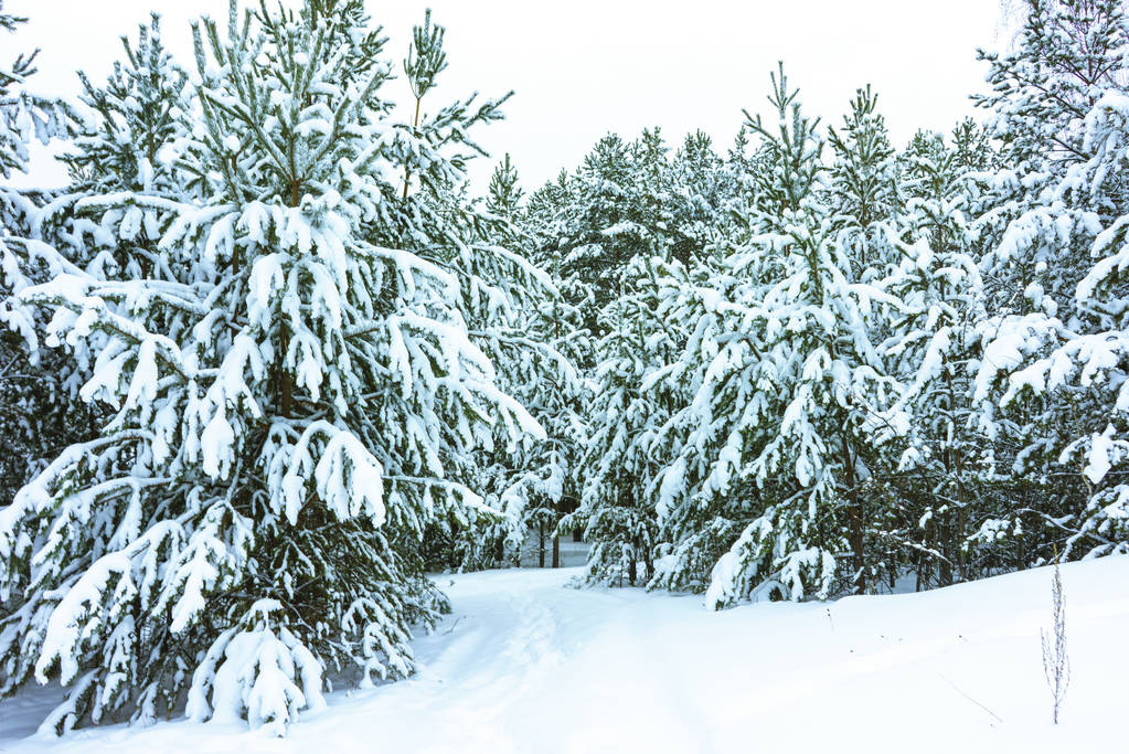 téli erdő hóban - Fotó, kép