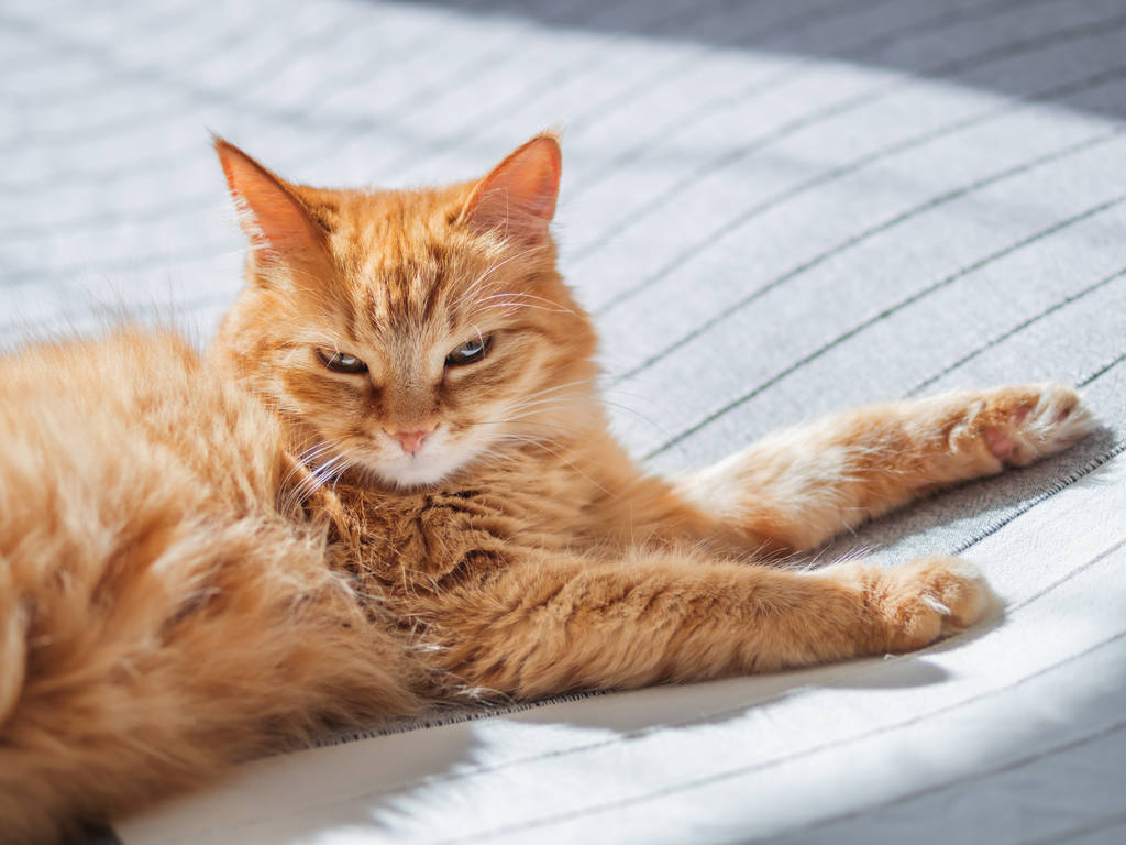 Aranyos gyömbér macska ágyon fekve. Bolyhos kisállat van szuszezés. Meghitt otthoni háttér. - Fotó, kép