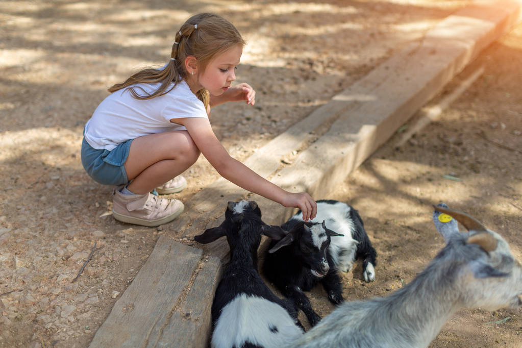 Bambina che nutre il bestiame in una calda giornata di sole nello zoo
 - Foto, immagini