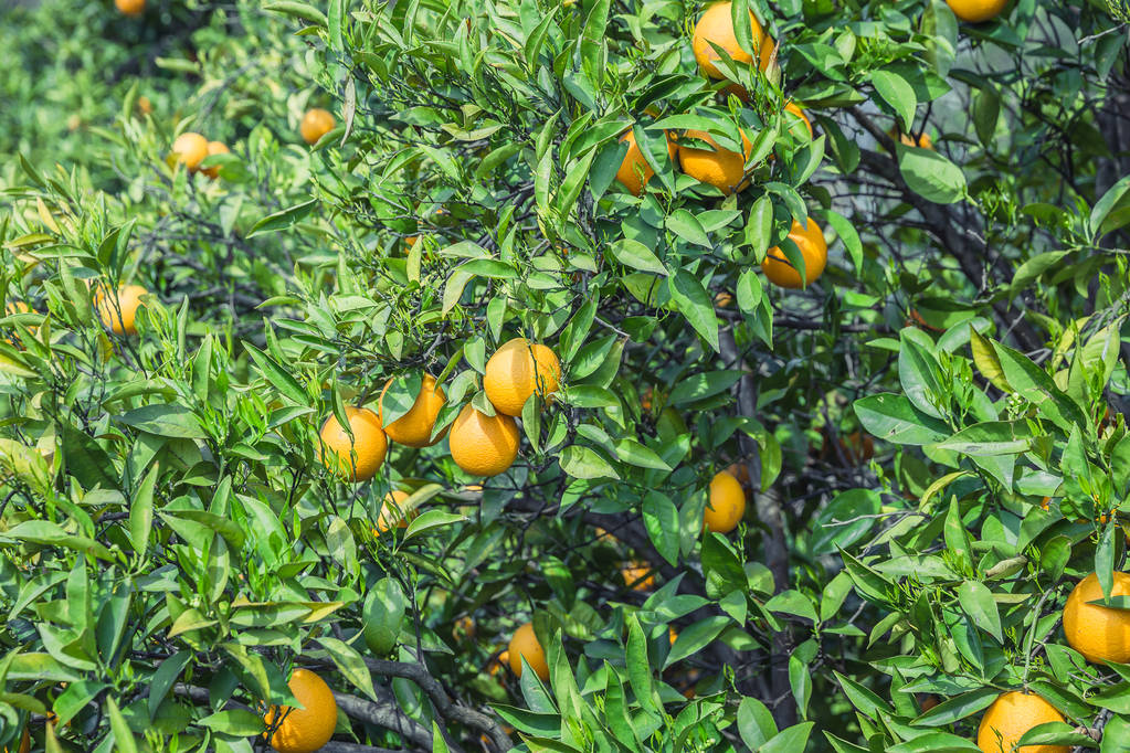 Jardim laranja - Árvores com frutos maduros
 - Foto, Imagem