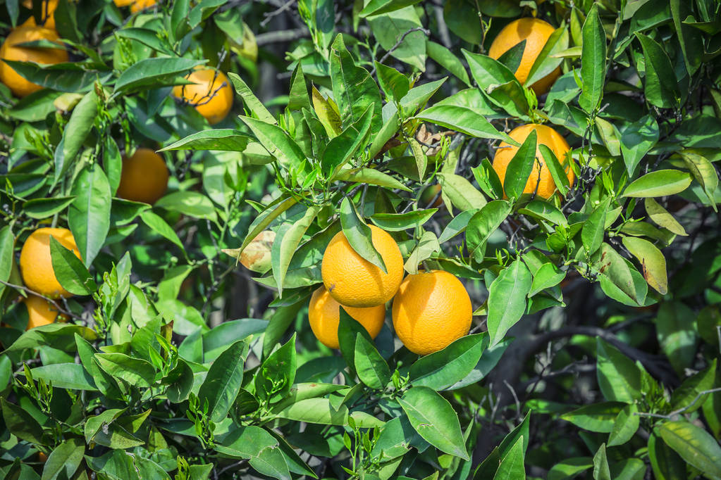 Orange garden - drzewa z dojrzałych owoców - Zdjęcie, obraz