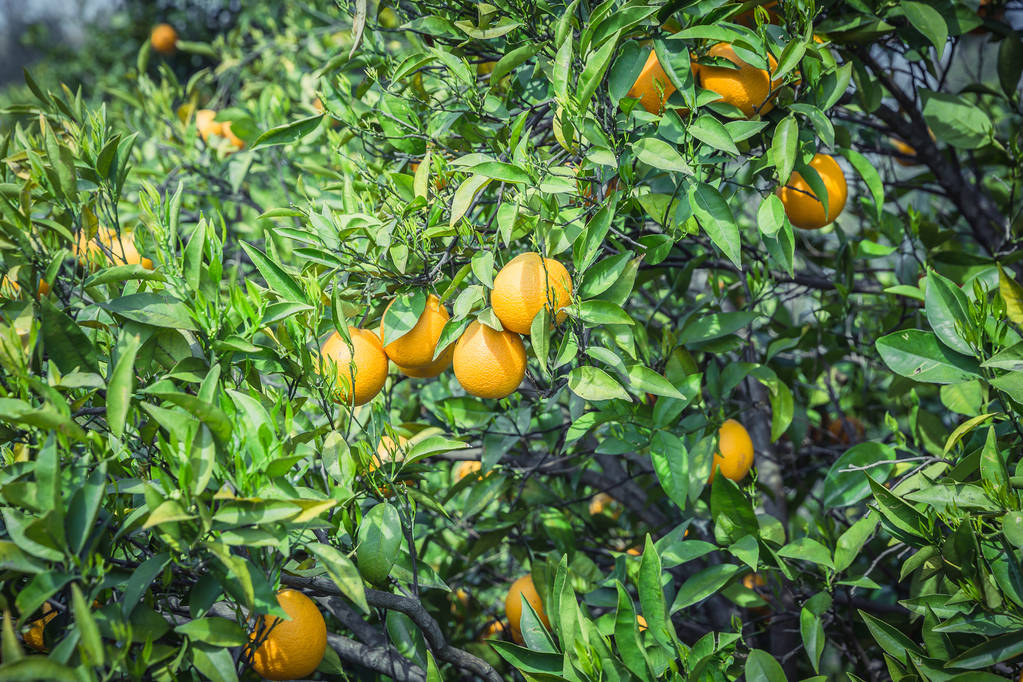 Orangengarten - Bäume mit reifen Früchten - Foto, Bild