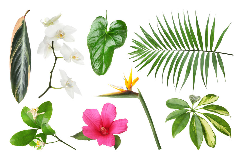 Set of fresh tropical leaves and flowers on white background - Photo, Image