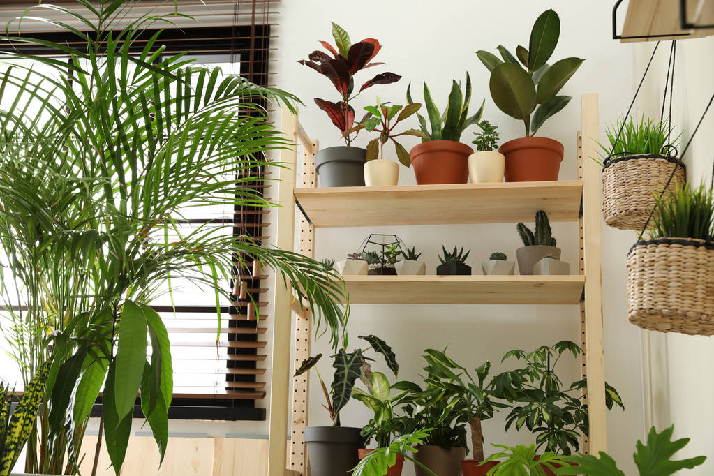 Стильный интерьер комнаты с различными домашними растениями
 - Фото, изображение
