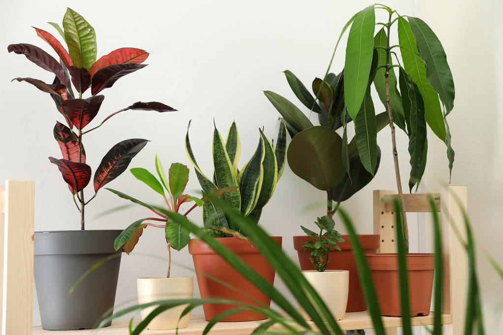 Diferentes plantas caseras en estante de madera cerca de pared de luz
 - Foto, Imagen