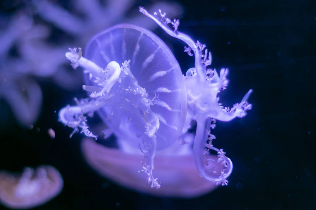 lähikuva Meduusa, Medusa akvaariossa neonvalolla. Jellyfi
 - Valokuva, kuva