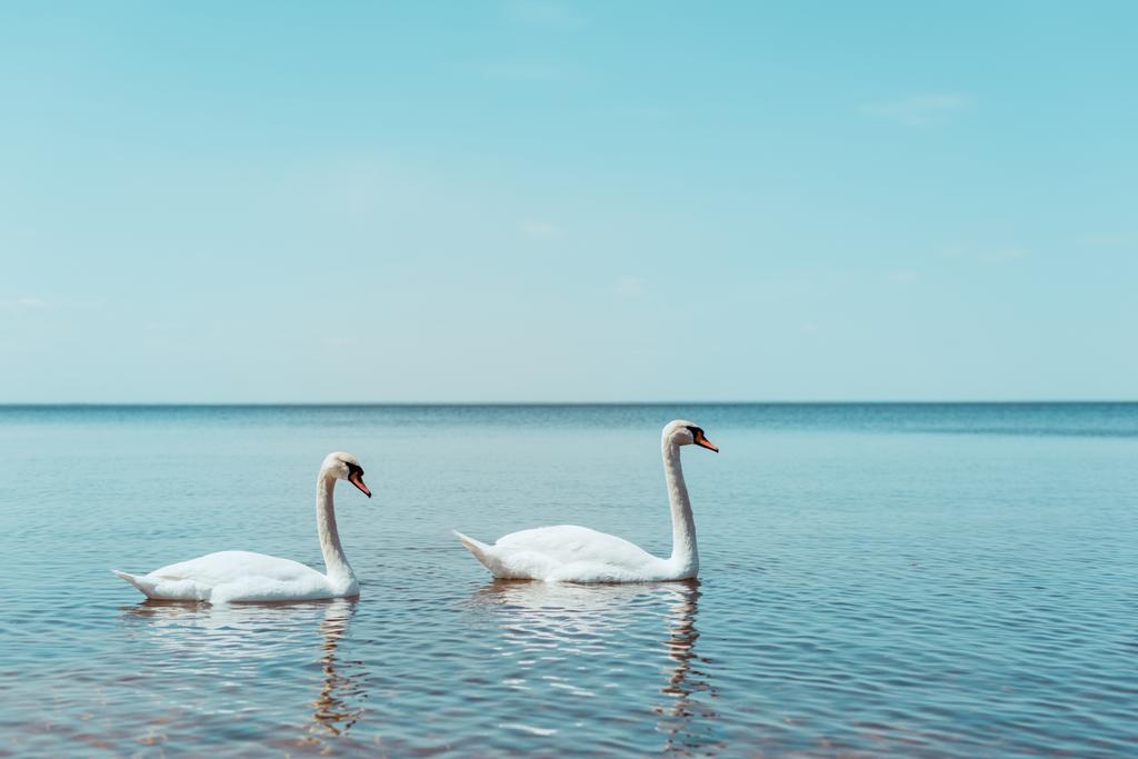 dwa białe łabędzie pływackie na niebieskiej rzece - Zdjęcie, obraz
