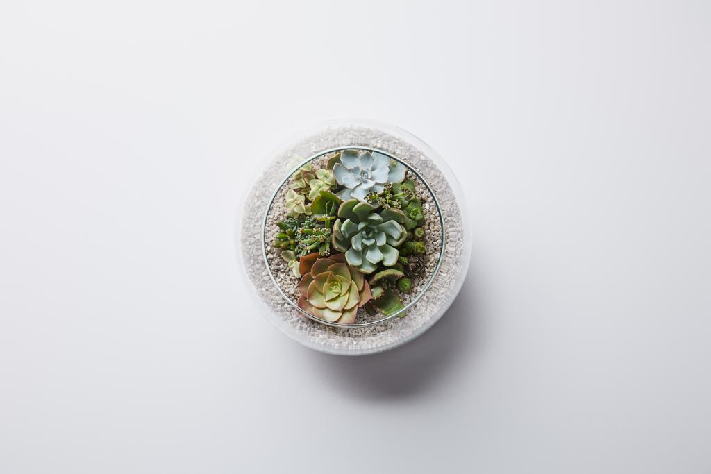 vue de dessus de vert décoratif succulent en pot de fleurs en verre sur fond blanc
 - Photo, image