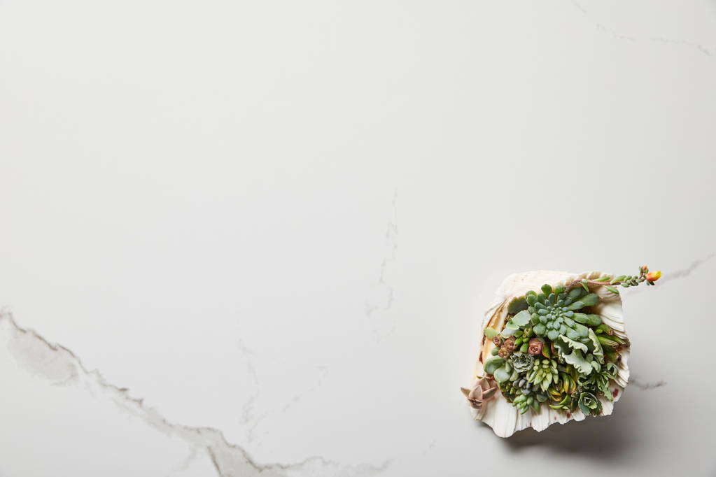 vista dall'alto di verde succulento in conchiglia su sfondo di marmo bianco
 - Foto, immagini