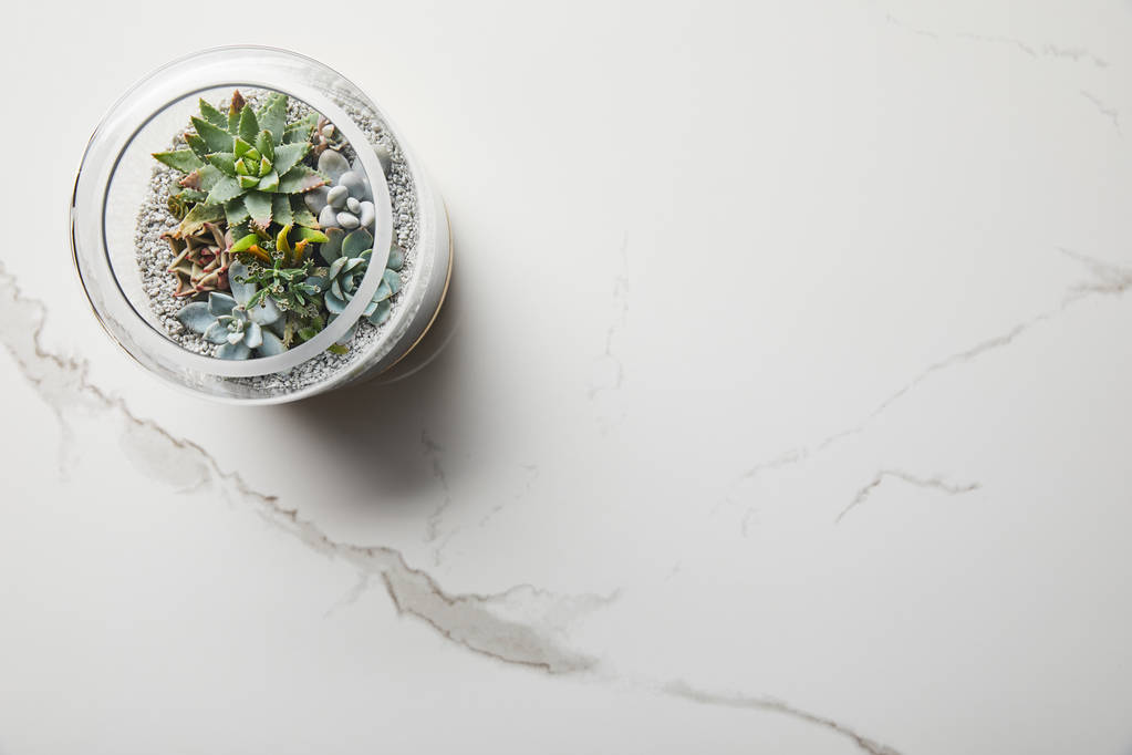 top view of green succulent in glass flowerpot on marble background - Photo, Image