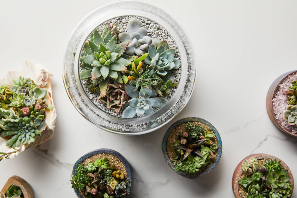 vue de dessus des succulents verts dans les pots de fleurs et coquillages sur fond de marbre texturé
 - Photo, image