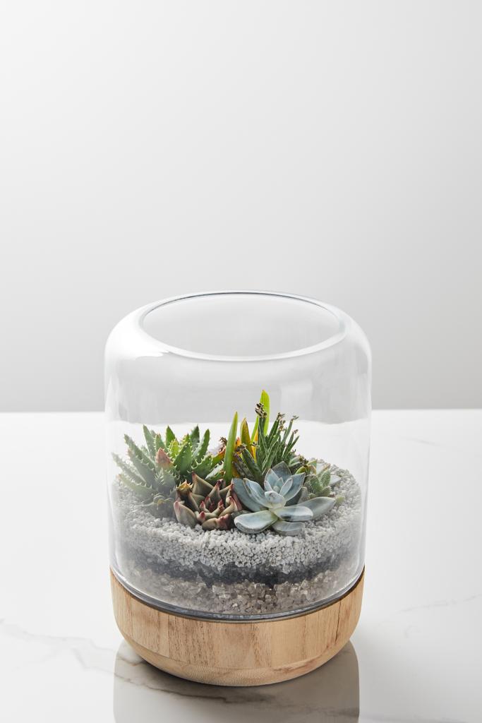 zöld kaktusz üveg alatt fa virágcserép a márvány asztal fehér háttér - Fotó, kép