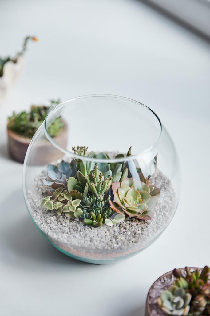 selective focus of green succulents in glass aquarium on white surface - Photo, Image