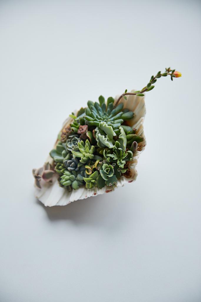 green succulents in decorative seashell on white background - Photo, Image