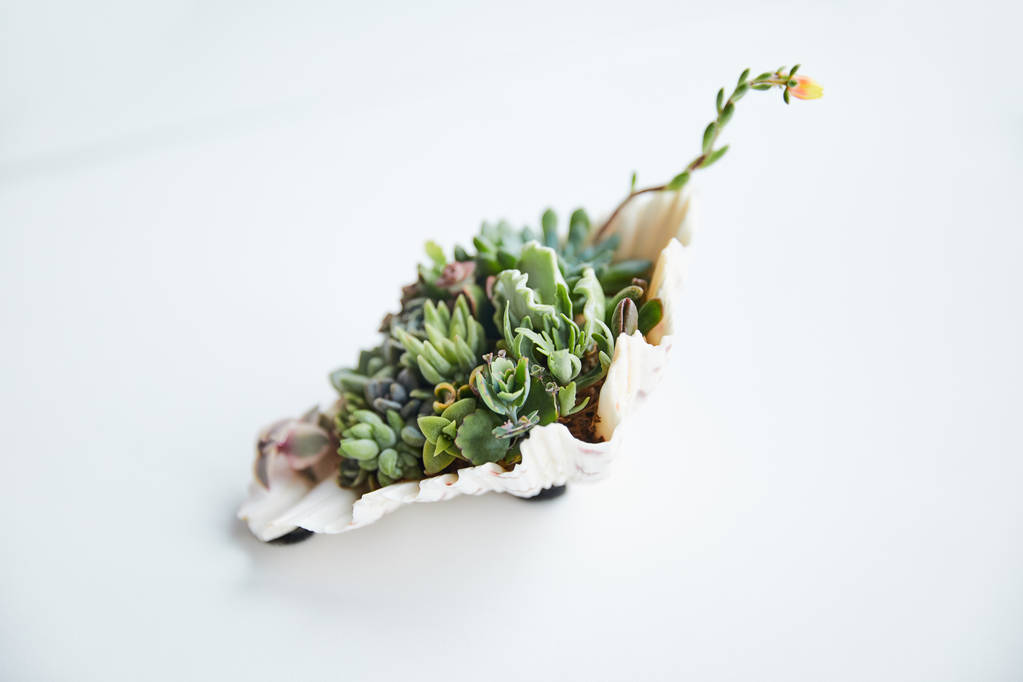 suculentas verdes exóticas em concha decorativa na superfície branca
 - Foto, Imagem