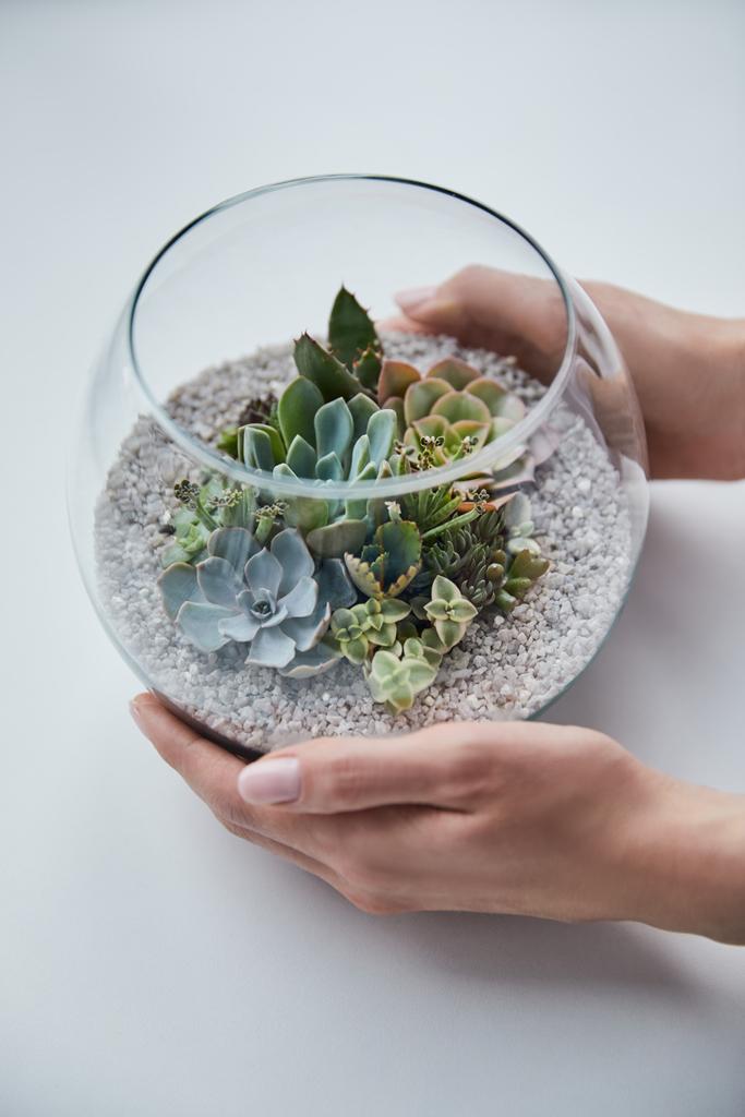 partial view of woman holding glass aquarium with green succulents on white background - Photo, Image